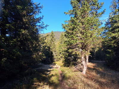 Wunderbare Trails Richtung Almwirt